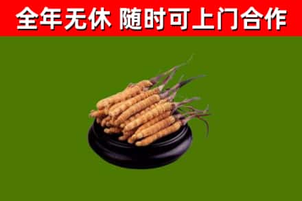 观山湖回收散虫草
