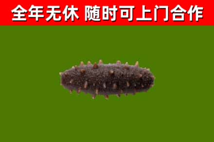 观山湖回收海参干